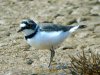 Little Ringed Plover at Barling Pits (Steve Arlow) (72438 bytes)